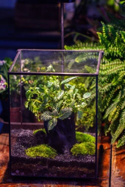 8x8x10" Tin And Glass Terrarium Kit, Tree And Moss Land -Terrarium Plant Hub IMG 1025