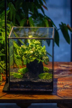 8x8x10" Tin And Glass Terrarium Kit, Tree And Moss Land -Terrarium Plant Hub IMG 1026