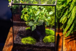 8x8x10" Tin And Glass Terrarium Kit, Tree And Moss Land -Terrarium Plant Hub IMG 1027