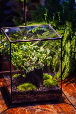 8x8x10" Tin And Glass Terrarium Kit, Tree And Moss Land -Terrarium Plant Hub IMG 1034