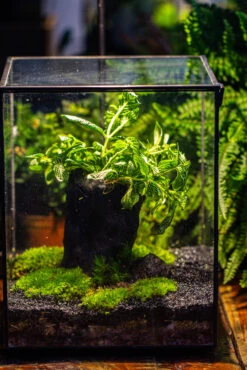 8x8x10" Tin And Glass Terrarium Kit, Tree And Moss Land -Terrarium Plant Hub IMG 1040