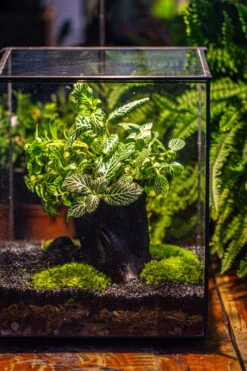 8x8x10" Tin And Glass Terrarium Kit, Tree And Moss Land -Terrarium Plant Hub IMG 1042