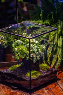 8x8x10" Tin And Glass Terrarium Kit, Tree And Moss Land -Terrarium Plant Hub IMG 1049