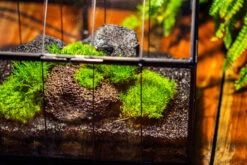Handmade Vintage Greenhouse Inspired Tin Terrarium With LED Grow Light Set, Closed Glass Planter Set -Terrarium Plant Hub IMG 1054 58804f42 ccc1 41c4 abdf 3f045b361aab