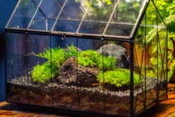 Black Theme Moss And Lava Rocks Vintage Greenhgouse Tin And Glass Terrarium Kit -Terrarium Plant Hub IMG 1060