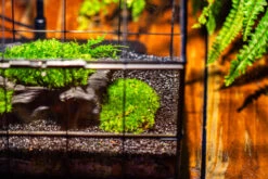 Black Theme Moss And Black Tree Stump Vintage Greenhgouse Tin And Glass Terrarium Kit -Terrarium Plant Hub IMG 1071