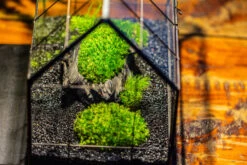 Black Theme Moss And Black Tree Stump Vintage Greenhgouse Tin And Glass Terrarium Kit -Terrarium Plant Hub IMG 1086