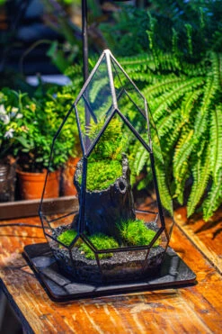NCYP Irregular Close Geometric Glass Terrarium With Door Tall Teardrop Container Moss Terrarium DIY Building Kit -Terrarium Plant Hub IMG 1134