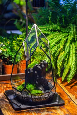 NCYP Irregular Close Geometric Glass Terrarium With Door Tall Teardrop Container Moss Terrarium DIY Building Kit -Terrarium Plant Hub IMG 1135