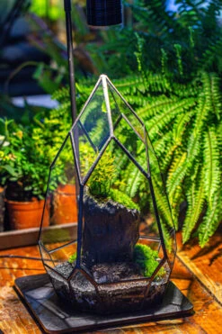 NCYP Irregular Close Geometric Glass Terrarium With Door Tall Teardrop Container Moss Terrarium DIY Building Kit -Terrarium Plant Hub IMG 1138