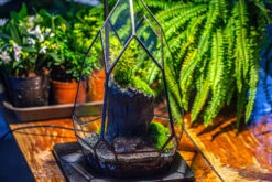 NCYP Irregular Close Geometric Glass Terrarium With Door Tall Teardrop Container Moss Terrarium DIY Building Kit -Terrarium Plant Hub IMG 1139