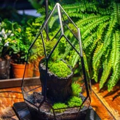 NCYP Irregular Close Geometric Glass Terrarium With Door Tall Teardrop Container Moss Terrarium DIY Building Kit -Terrarium Plant Hub IMG 1140 bc2b2ce9 be7b 4413 8096 e320a9879dc3