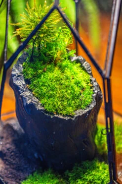 Small Black Tree Stump Like Planter, For Terrarium, Microlandscape -Terrarium Plant Hub IMG 1155