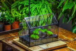 Black Theme Moss And Lava Rocks Vintage Greenhgouse Tin And Glass Terrarium Kit -Terrarium Plant Hub IMG 1228