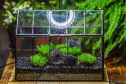 Black Theme Moss And Lava Rocks Vintage Greenhgouse Tin And Glass Terrarium Kit -Terrarium Plant Hub IMG 1229