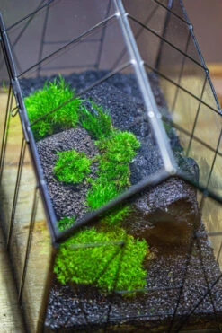 Black Theme Moss And Lava Rocks Vintage Greenhgouse Tin And Glass Terrarium Kit -Terrarium Plant Hub IMG 1232