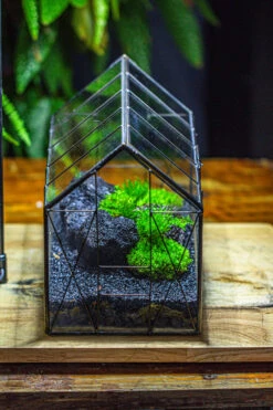 Black Theme Moss And Lava Rocks Vintage Greenhgouse Tin And Glass Terrarium Kit -Terrarium Plant Hub IMG 1234