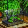 Black Theme Moss And Lava Rocks Vintage Greenhgouse Tin And Glass Terrarium Kit 2 Black Theme Moss And Lava Rocks Vintage Greenhgouse Tin And Glass Terrarium Kit -Terrarium Plant Hub IMG 1236