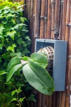 Environment Friendly Detachable Plastic Ball For Easy Moss Ball, Hanging Planters, Wall Mounted Planting Idea, Suitable For Orchid, Staghorn Fern 30 Sets -Terrarium Plant Hub IMG 1253