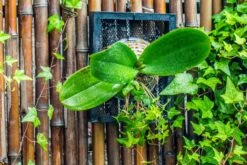 Environment Friendly Detachable Plastic Ball For Easy Moss Ball, Hanging Planters, Wall Mounted Planting Idea, Suitable For Orchid, Staghorn Fern 30 Sets -Terrarium Plant Hub IMG 1266