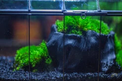 Small Black Tree Stump Like Planter, For Terrarium, Microlandscape -Terrarium Plant Hub IMG 1276