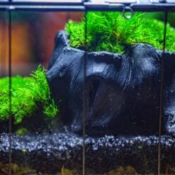 Small Black Tree Stump Like Planter, For Terrarium, Microlandscape -Terrarium Plant Hub IMG 1277
