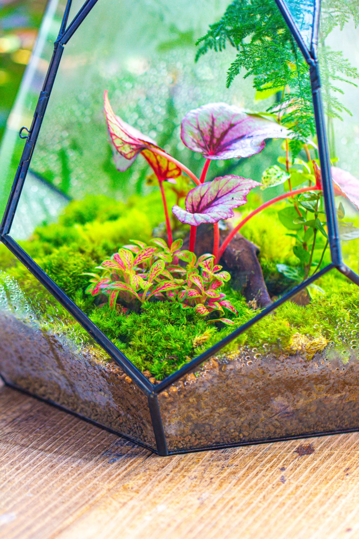 Large 16" Tall And Wide Teardrop Tin And Glass Terrarium, Close, With Door 16 Large 16" Tall And Wide Teardrop Tin And Glass Terrarium, Close, With Door - Image 14