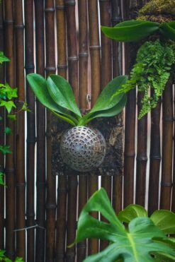 Environment Friendly Detachable Plastic Ball For Easy Moss Ball, Hanging Planters, Wall Mounted Planting Idea, Suitable For Orchid, Staghorn Fern 30 Sets -Terrarium Plant Hub IMG 1330