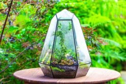 Large 16" Tall And Wide 6 Sided Cone Tin And Glass Terrarium, Close, With Door -Terrarium Plant Hub IMG 1341 4afdd89b ad0e 4ab2 aef0 8e45e9409e7b