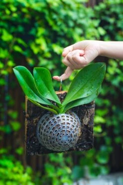 Environment Friendly Detachable Plastic Ball For Easy Moss Ball, Hanging Planters, Wall Mounted Planting Idea, Suitable For Orchid, Staghorn Fern 30 Sets -Terrarium Plant Hub IMG 1347