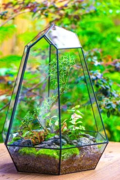 Large 16" Tall And Wide 6 Sided Cone Tin And Glass Terrarium, Close, With Door -Terrarium Plant Hub IMG 1351