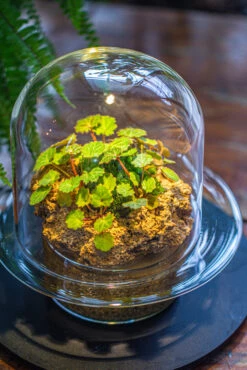 Natural Limestone Rock For Moss, Bonsai, Hydroponic Planting, 500-700G -Terrarium Plant Hub IMG 1359 611791a2 5964 417a 8d75 ef7b5c422a56