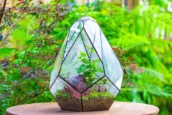 16" Large Teardrop Geometric Terrarium, Close -Terrarium Plant Hub IMG 1369