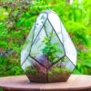 16" Large Teardrop Geometric Terrarium, Close -Terrarium Plant Hub IMG 1371