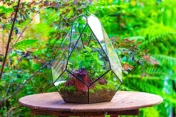 16" Large Teardrop Geometric Terrarium, Close -Terrarium Plant Hub IMG 1383