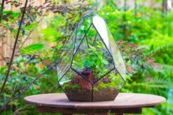 16" Large Teardrop Geometric Terrarium, Close -Terrarium Plant Hub IMG 1384