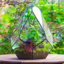 16" Large Teardrop Geometric Terrarium, Close -Terrarium Plant Hub IMG 1384 1 f0f07a0d 1fa1 4de5 813a 37569f655fd4