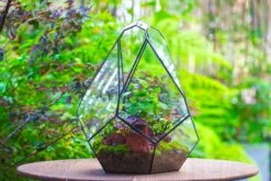 16" Large Teardrop Geometric Terrarium, Close -Terrarium Plant Hub IMG 1385