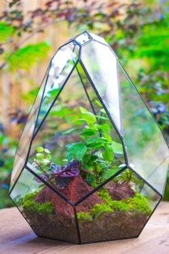 16" Large Teardrop Geometric Terrarium, Close -Terrarium Plant Hub IMG 1386