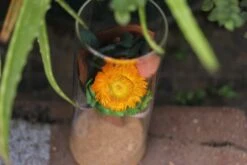 Dried Flowers Terrarium Gift Set Dried Strawflower Bouquet In Glass Tube -Terrarium Plant Hub IMG 1389