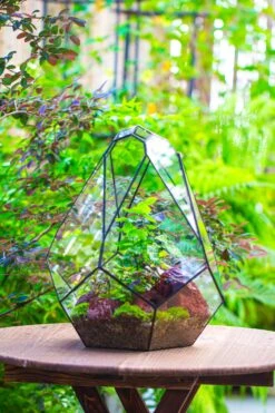 16" Large Teardrop Geometric Terrarium, Close -Terrarium Plant Hub IMG 1401