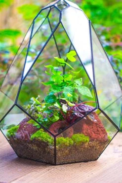 16" Large Teardrop Geometric Terrarium, Close -Terrarium Plant Hub IMG 1402