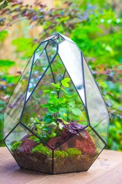 16" Large Teardrop Geometric Terrarium, Close -Terrarium Plant Hub IMG 1403