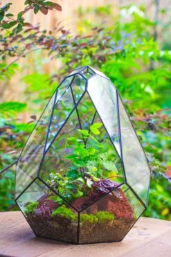 16" Large Teardrop Geometric Terrarium, Close -Terrarium Plant Hub IMG 1404
