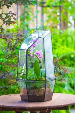 Large 2-Part 18.9" Tall Close Glass Terrarium For Orchid, Fern, Moss, Watertight -Terrarium Plant Hub IMG 1411 6e96e1fb cdb7 4609 9239 1cedb3962525