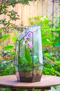 Large 2-Part 18.9" Tall Close Glass Terrarium For Orchid, Fern, Moss, Watertight -Terrarium Plant Hub IMG 1412 26c68524 92d6 49c3 b2ac 3ed1765b6fa4