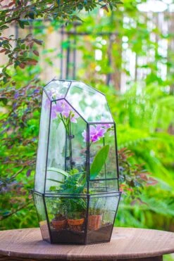 Large 2-Part 18.9" Tall Close Glass Terrarium For Orchid, Fern, Moss, Watertight -Terrarium Plant Hub IMG 1413 7af887cb 15bf 4fbc 8100 93d157cf17be