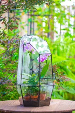 Large 2-Part 18.9" Tall Close Glass Terrarium For Orchid, Fern, Moss, Watertight -Terrarium Plant Hub IMG 1414