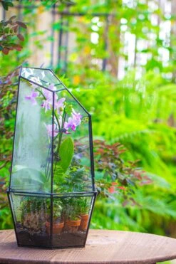 Large 2-Part 18.9" Tall Close Glass Terrarium For Orchid, Fern, Moss, Watertight -Terrarium Plant Hub IMG 1416