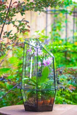 Large 2-Part 18.9" Tall Close Glass Terrarium For Orchid, Fern, Moss, Watertight -Terrarium Plant Hub IMG 1421